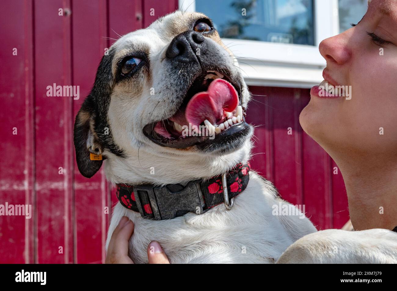 Chien à l'abri. Bénévole de refuge pour animaux prend soin des chiens. Chien solitaire avec femme joyeuse bénévole. Banque D'Images