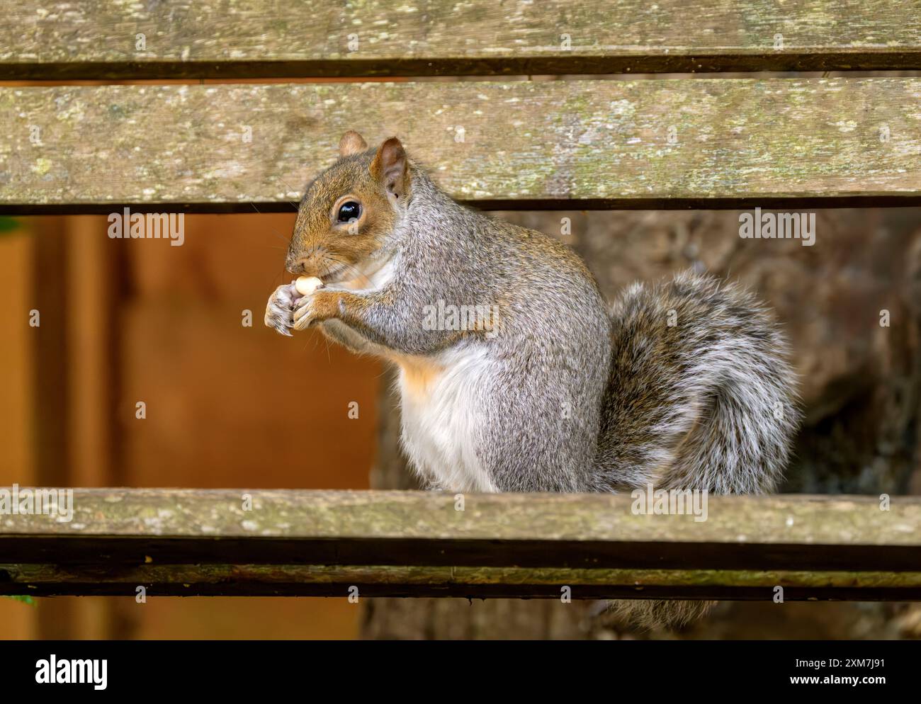 Écureuil gris mangeant des cacahuètes sur le banc de jardin Banque D'Images
