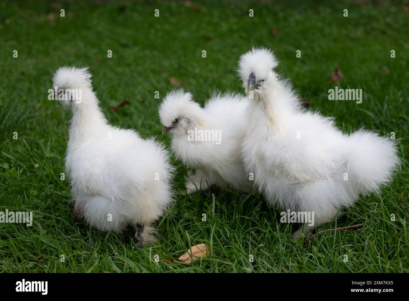 Un groupe de poussins blancs moroseta descendant dans un jardin. Cette race forte est unique, connue pour son apparence extravagante, sa peau noire et sa pelouse soyeuse moelleuse Banque D'Images