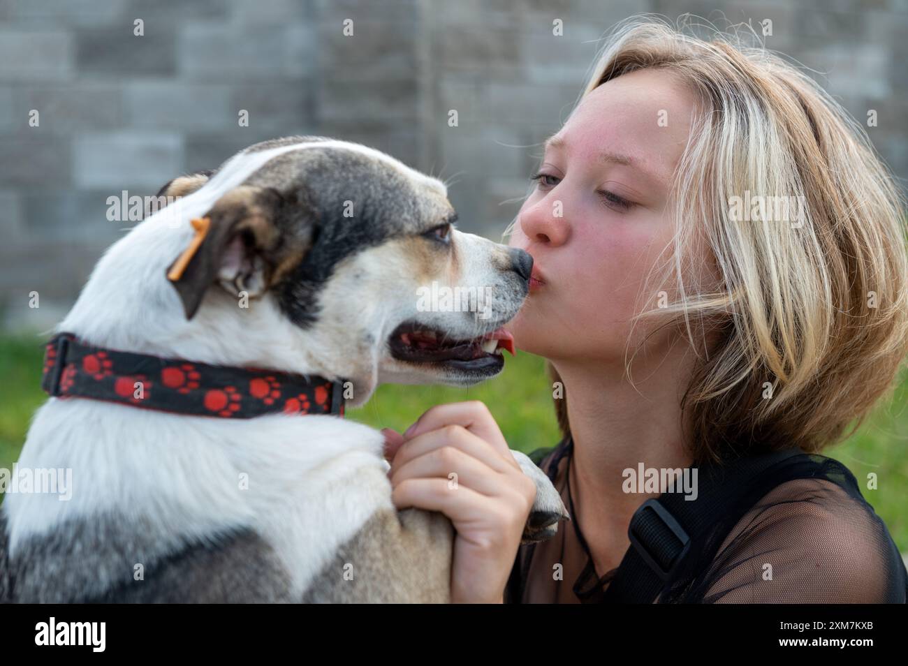 Chien à l'abri. Bénévole de refuge pour animaux prend soin des chiens. Chien solitaire avec femme joyeuse bénévole. Banque D'Images