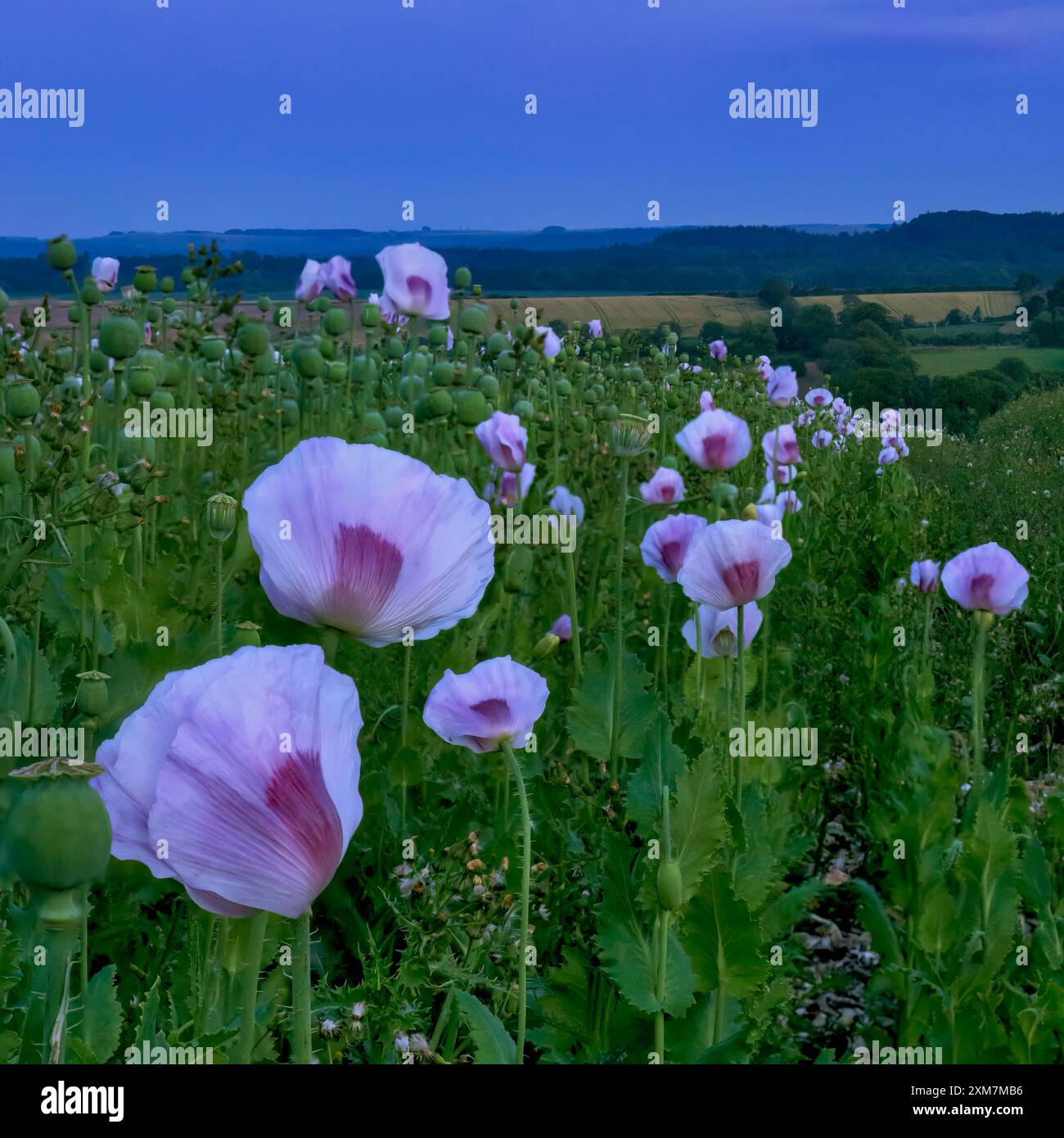 Champ de pavot à opium rose pâle à Salisbury Plain plein de têtes de graines de pavot et de coquelicots à floraison tardive pris à l'heure bleue Banque D'Images