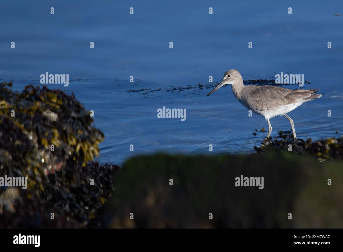 Le Willet, un oiseau de rivage trouvé en Amérique du Nord et du Sud, est reconnu par ses longues pattes et son appel distinctif. Il se nourrit d'insectes, de crustacés et de s. Banque D'Images
