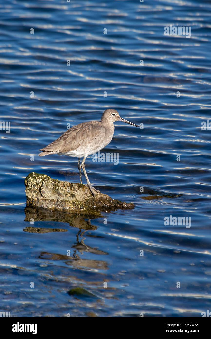 Le Willet, un oiseau de rivage trouvé en Amérique du Nord et du Sud, est reconnu par ses longues pattes et son appel distinctif. Il se nourrit d'insectes, de crustacés et de s. Banque D'Images