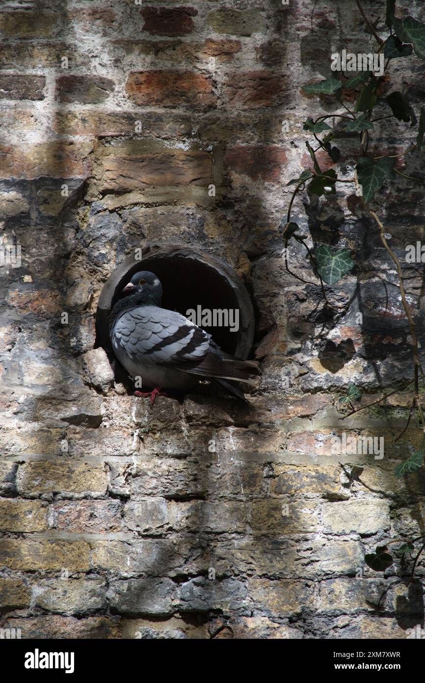 Pidgeon s'assit dans un tuyau Banque D'Images