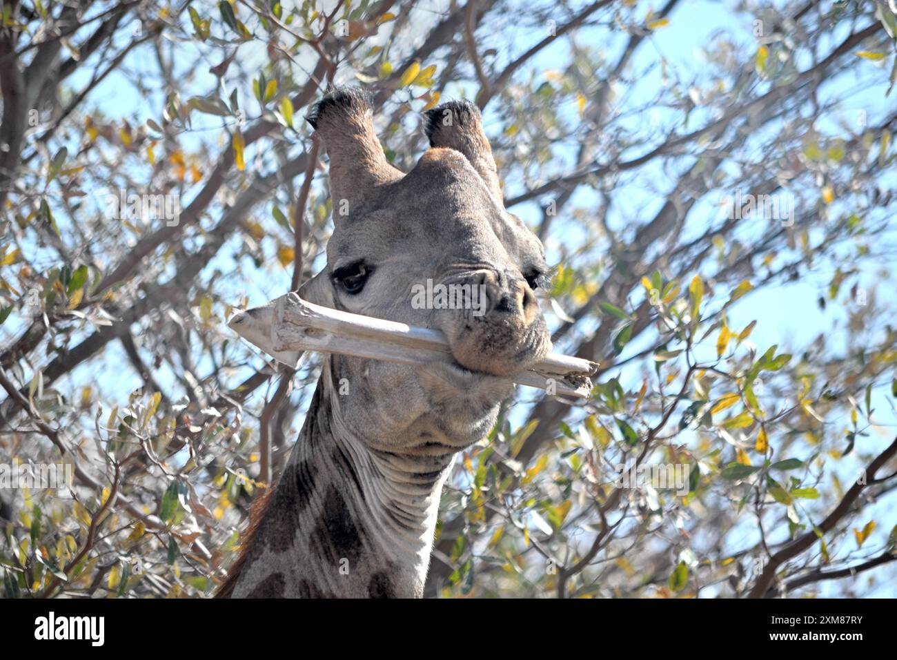 Girafe mangeant un os Banque D'Images Girafe mangeant un os Banque D'Images