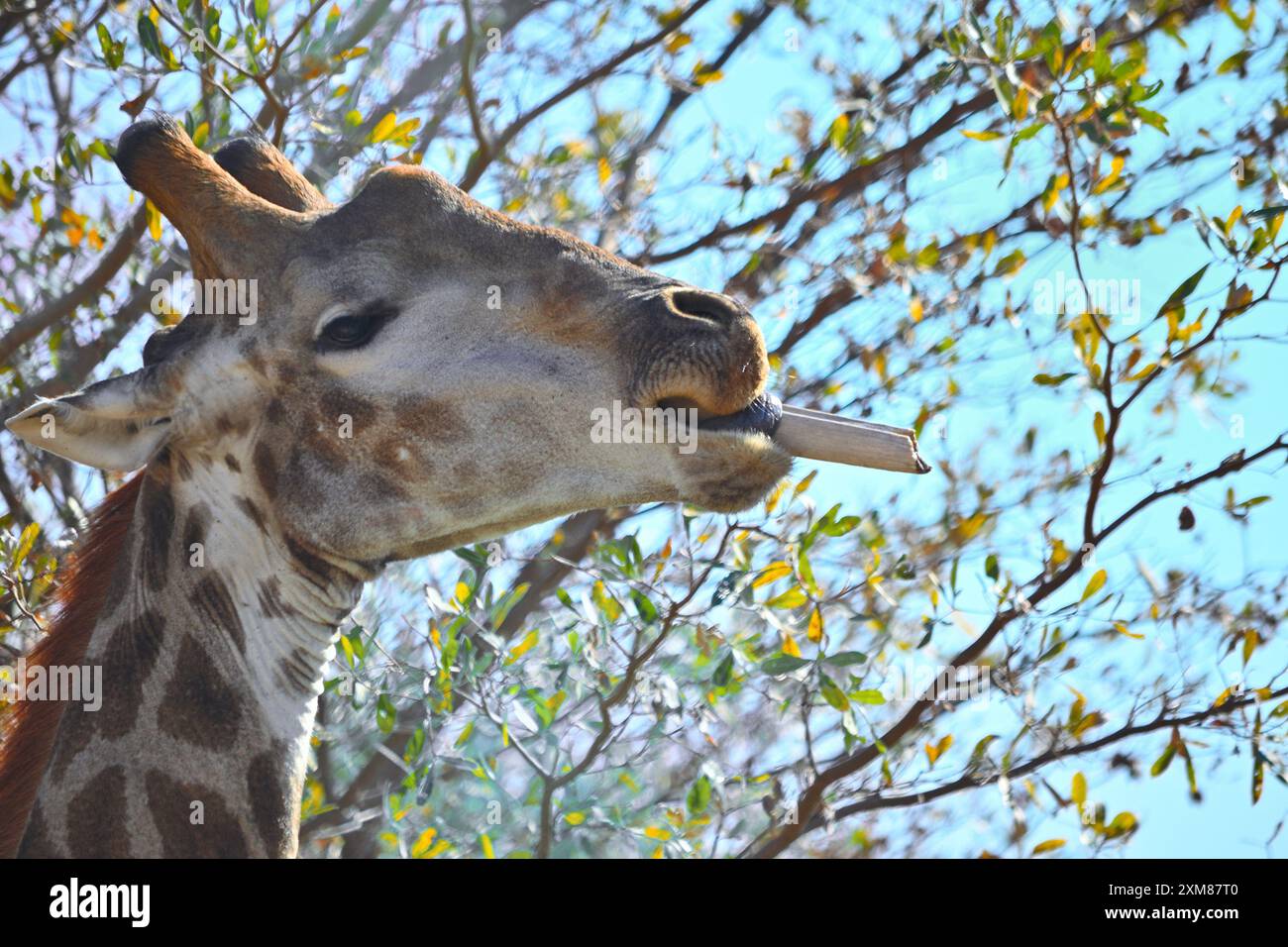 Girafe mangeant un os Banque D'Images Girafe mangeant un os Banque D'Images