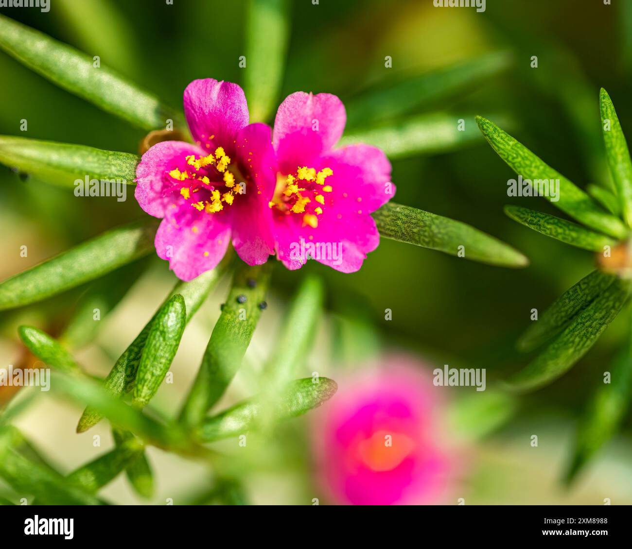 Une paire de fleurs Pink Purslane Banque D'Images