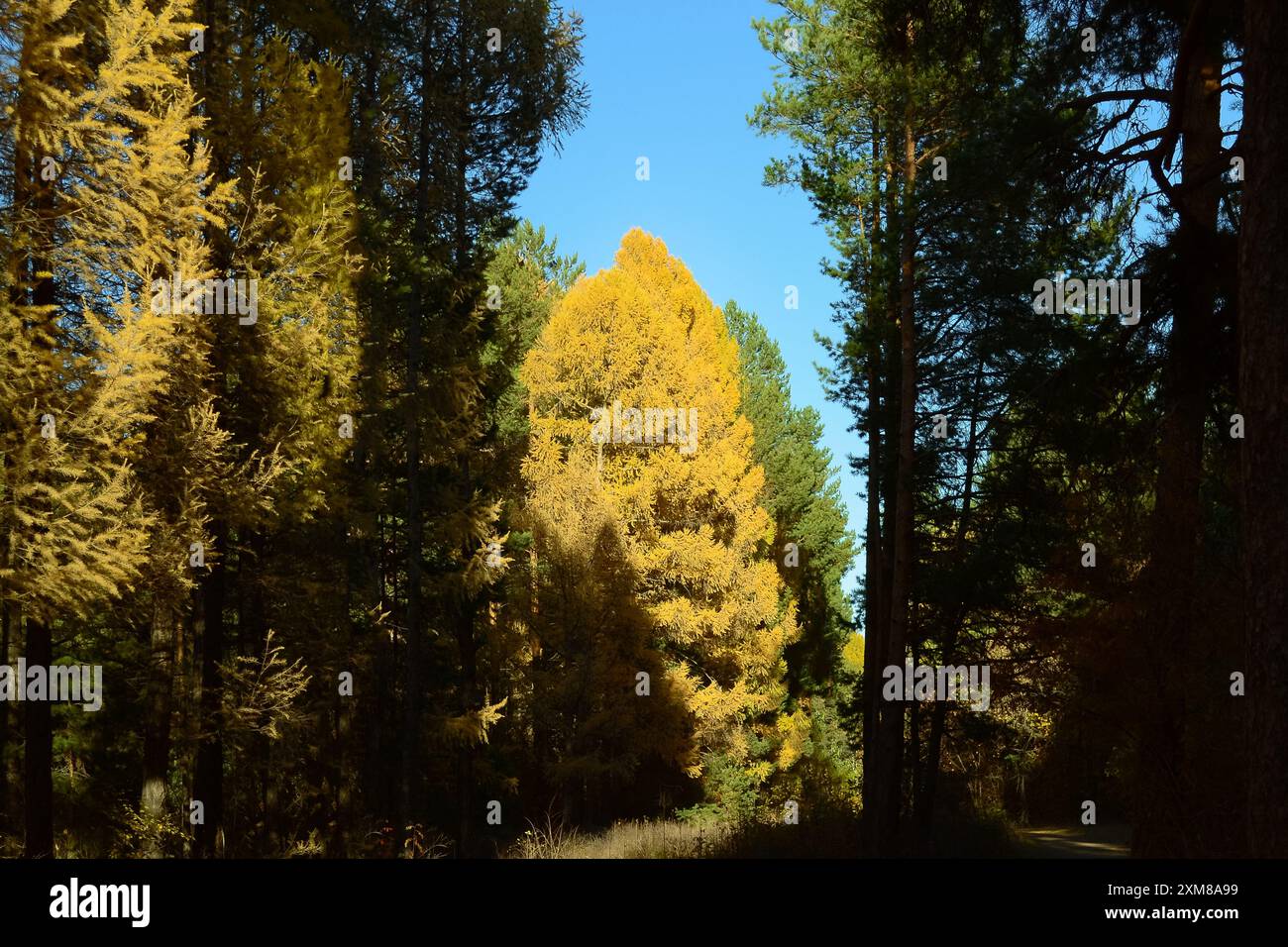 Un grand mélèze aux aiguilles jaunes luxuriantes est éclairé par le soleil dans la forêt d'automne du soir Banque D'Images