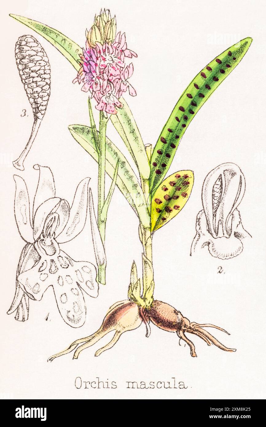 Illustration botanique teintée à la main du XIXe siècle d'Orchis maculata / Heath Spotted-Orchid dans Field Botanist's Companion de Thomas Moore [1862]. Médicinal. Banque D'Images