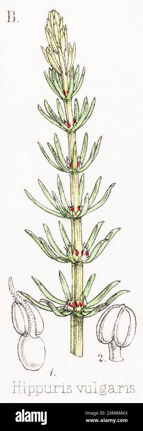 Illustration botanique teintée à la main de Hippuris vulgaris / queue de jument commune, prêle dans Field Botanist's Companion de Thomas Moore [1862]. Banque D'Images