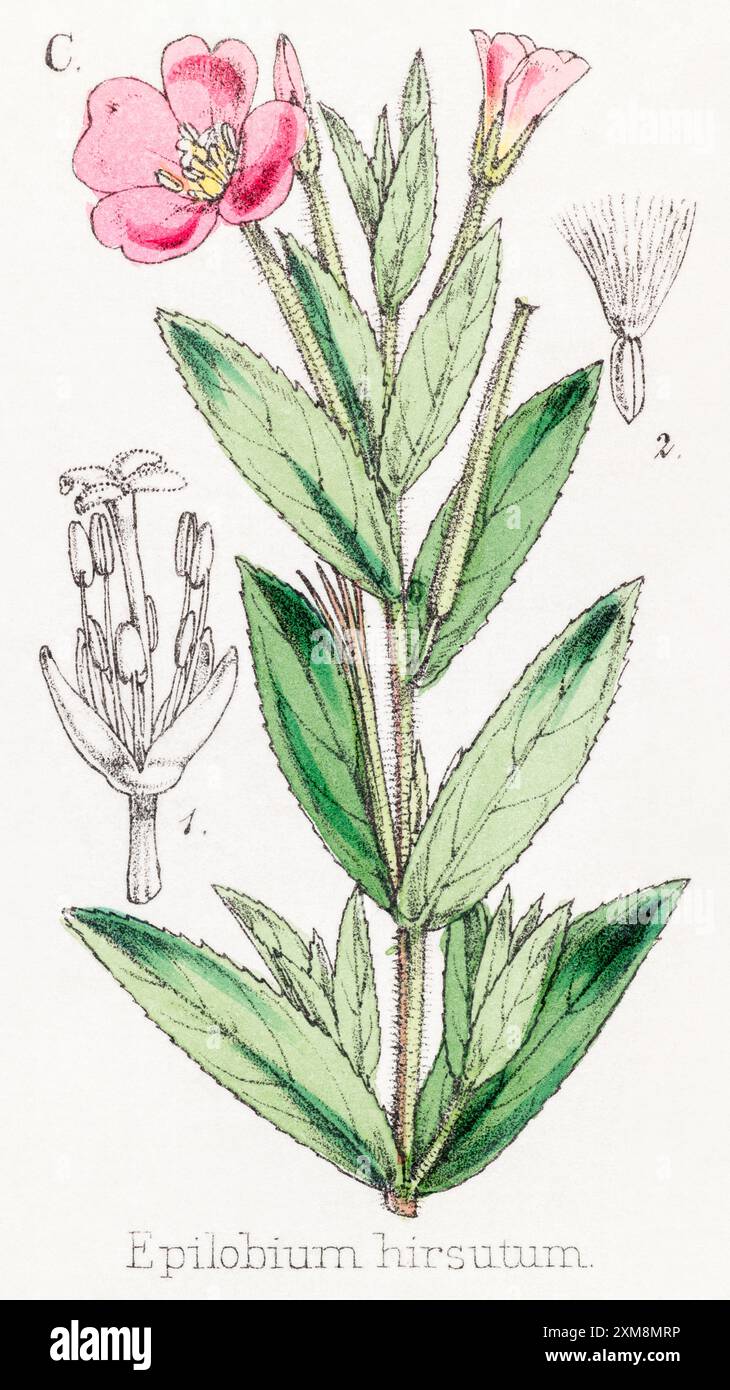 Illustration botanique teintée à la main du XIXe siècle d'Epilobium hirsutum / Hairy Wilowherb dans Field Botanist's Companion, Thomas Moore [1862]. Plante médicinale Banque D'Images