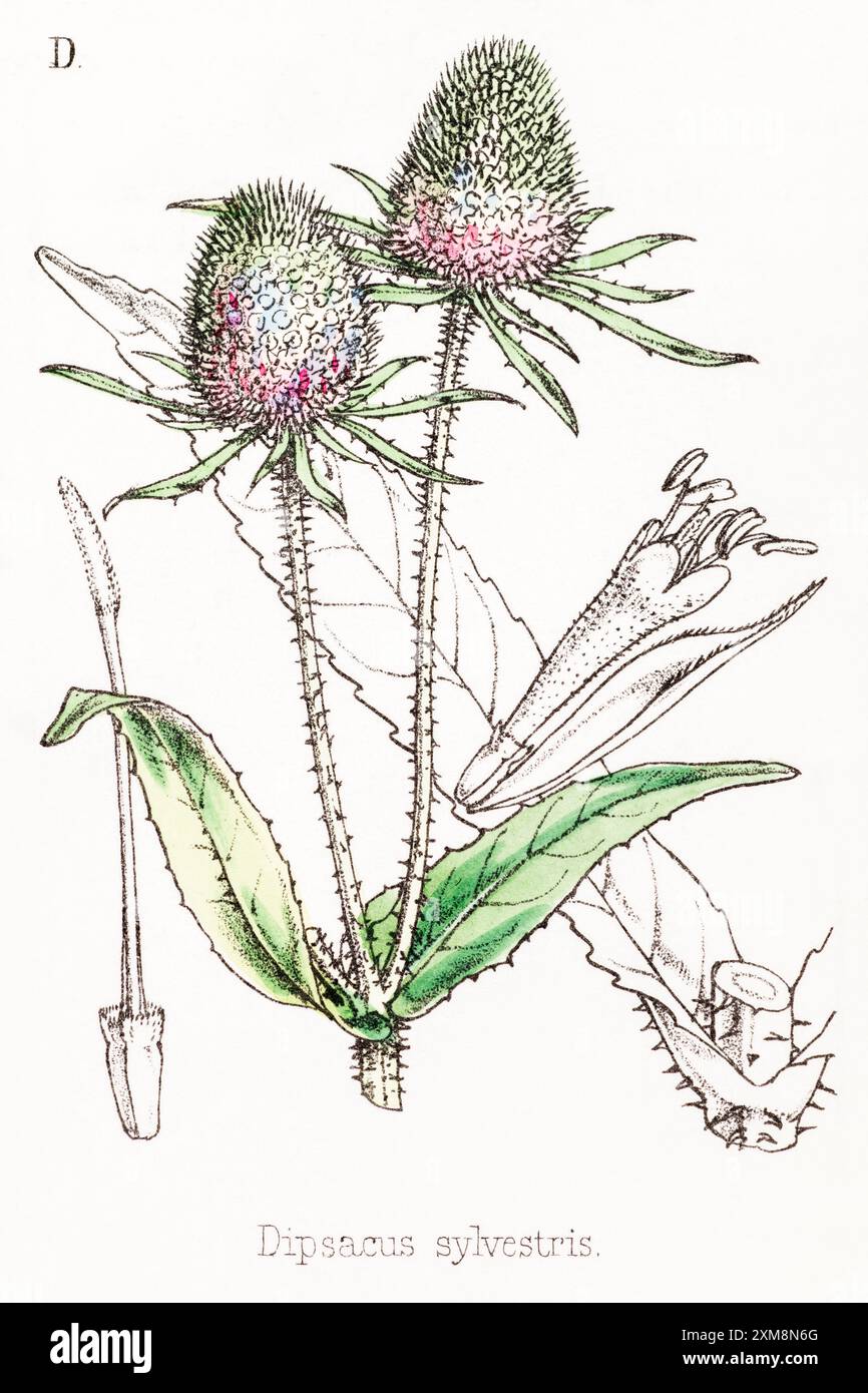Illustration botanique teintée à la main du XIXe siècle de Dipsacus sylvestris / Teazle, Teasel in Field Botanist's Companion de Thomas Moore [1862]. Médicinal. Banque D'Images