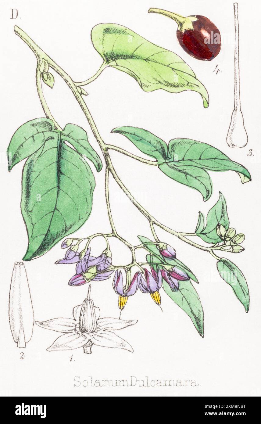 Illustration botanique teintée à la main du XIXe siècle de Bittersweet / Solanum dulcamara dans Field Botanist's Companion de Thomas Moore [1862]. Plante médicinale Banque D'Images