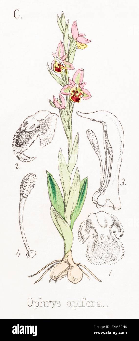 Illustration botanique teintée à la main du XIXe siècle d'Ophrys apifera / orchidée d'abeille dans Field Botanist's Companion de Thomas Moore [1862]. Plante médicinale. Banque D'Images
