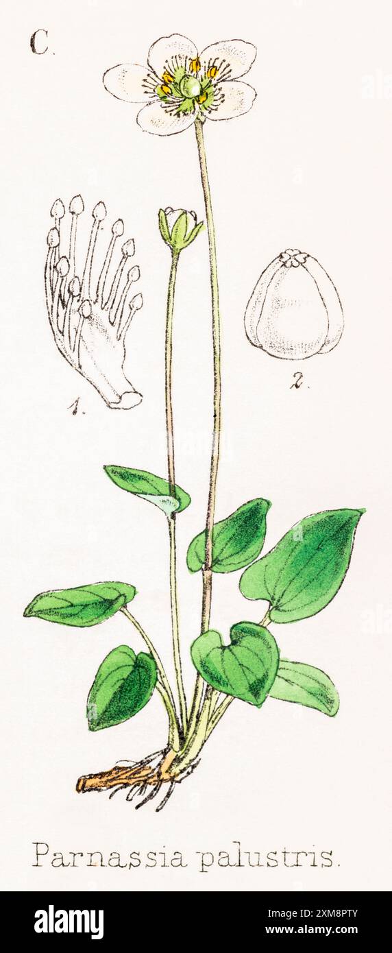 Illustration botanique teintée à la main de Parnassia palustris / herbe de Parnassia dans Field Botanist's Companion de Thomas Moore [1862]. Médicinal Banque D'Images