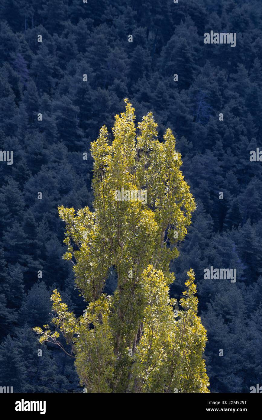 Un arbre haut et vibrant émerge d'une forêt dense et sombre, symbolisant la croissance, le contraste et la beauté de la nature. Banque D'Images