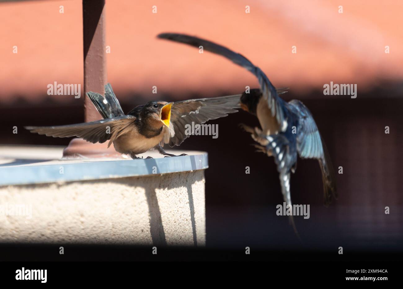 Un bébé avale un oiseau recevant de la nourriture de sa mère Banque D'Images