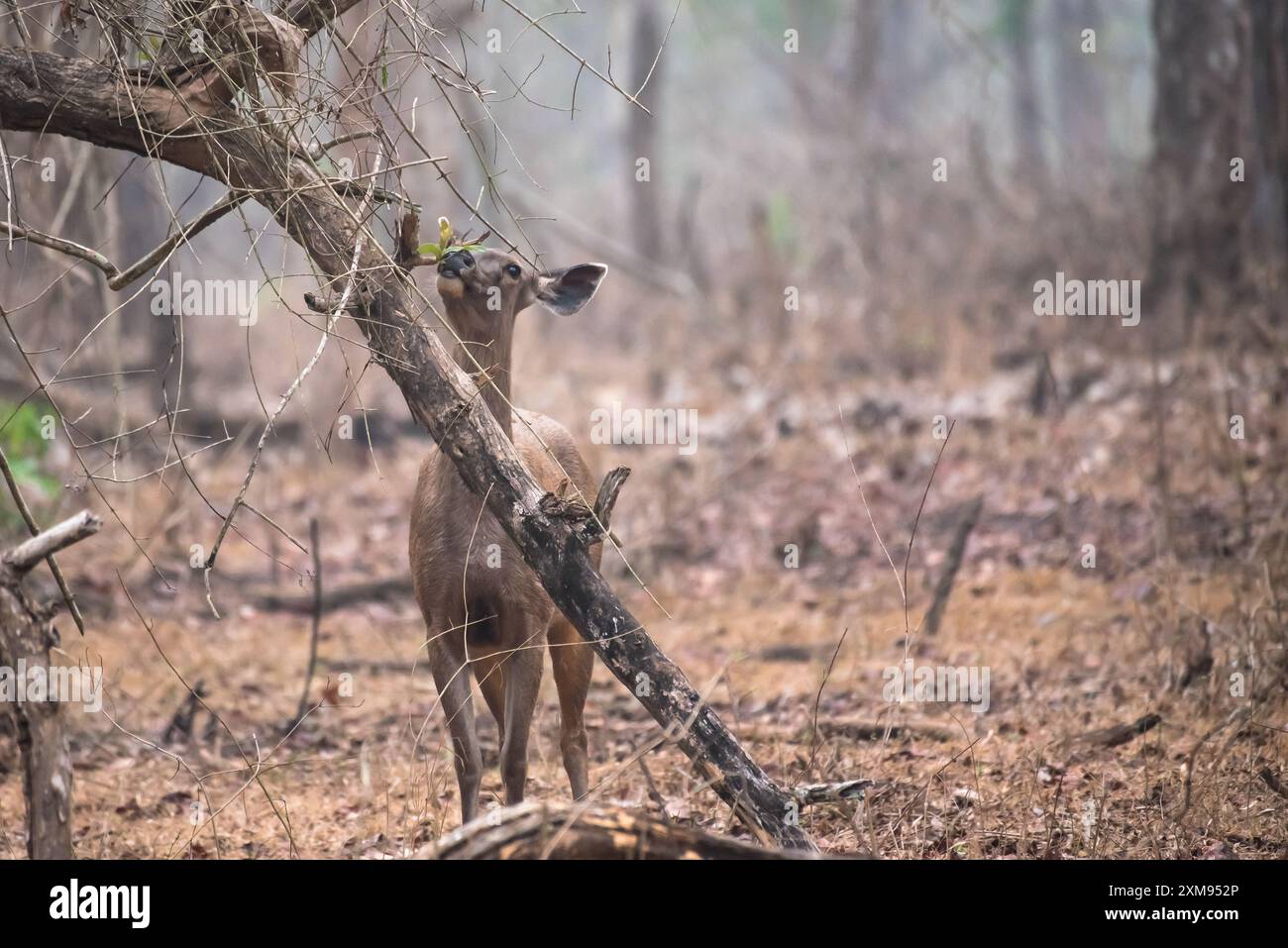 Sambar Deer dans son habitat naturel Banque D'Images