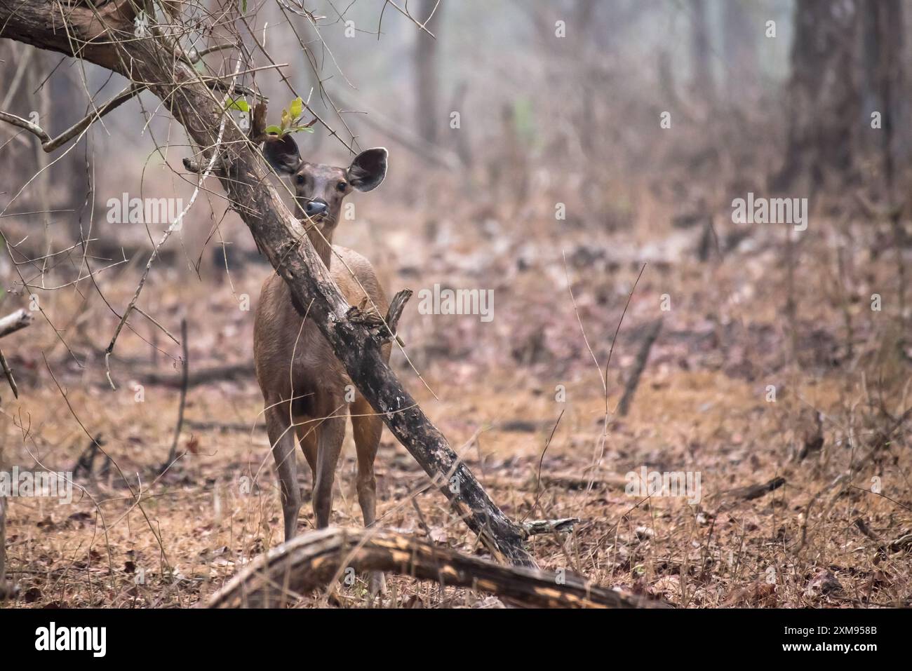 Sambar Deer dans son habitat naturel Banque D'Images