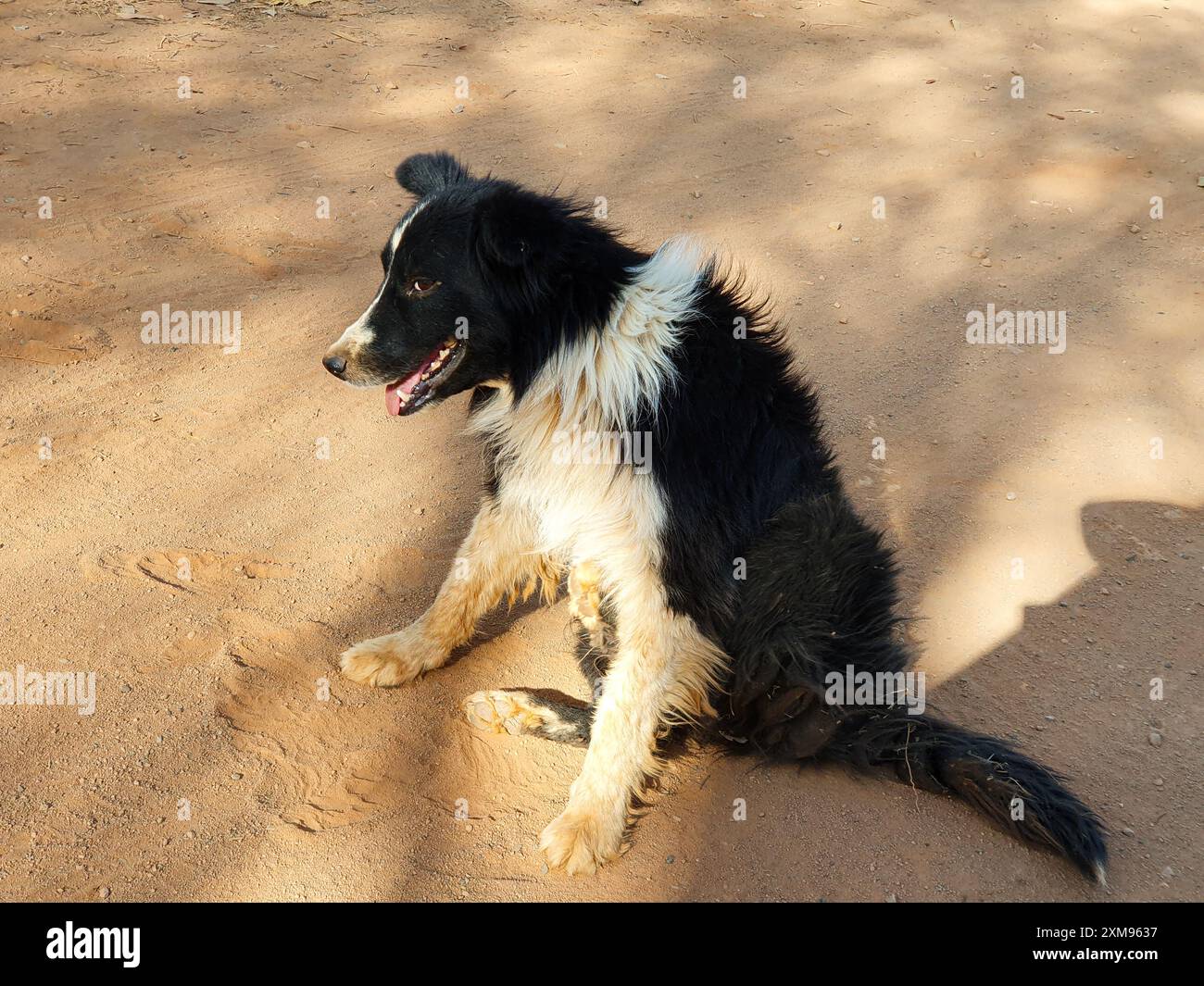 Noir et blanc, chien mongrel poilu, ressemblant à un border collie, assis au milieu d'un chemin de terre, dans la campagne Minas Gerais. Banque D'Images