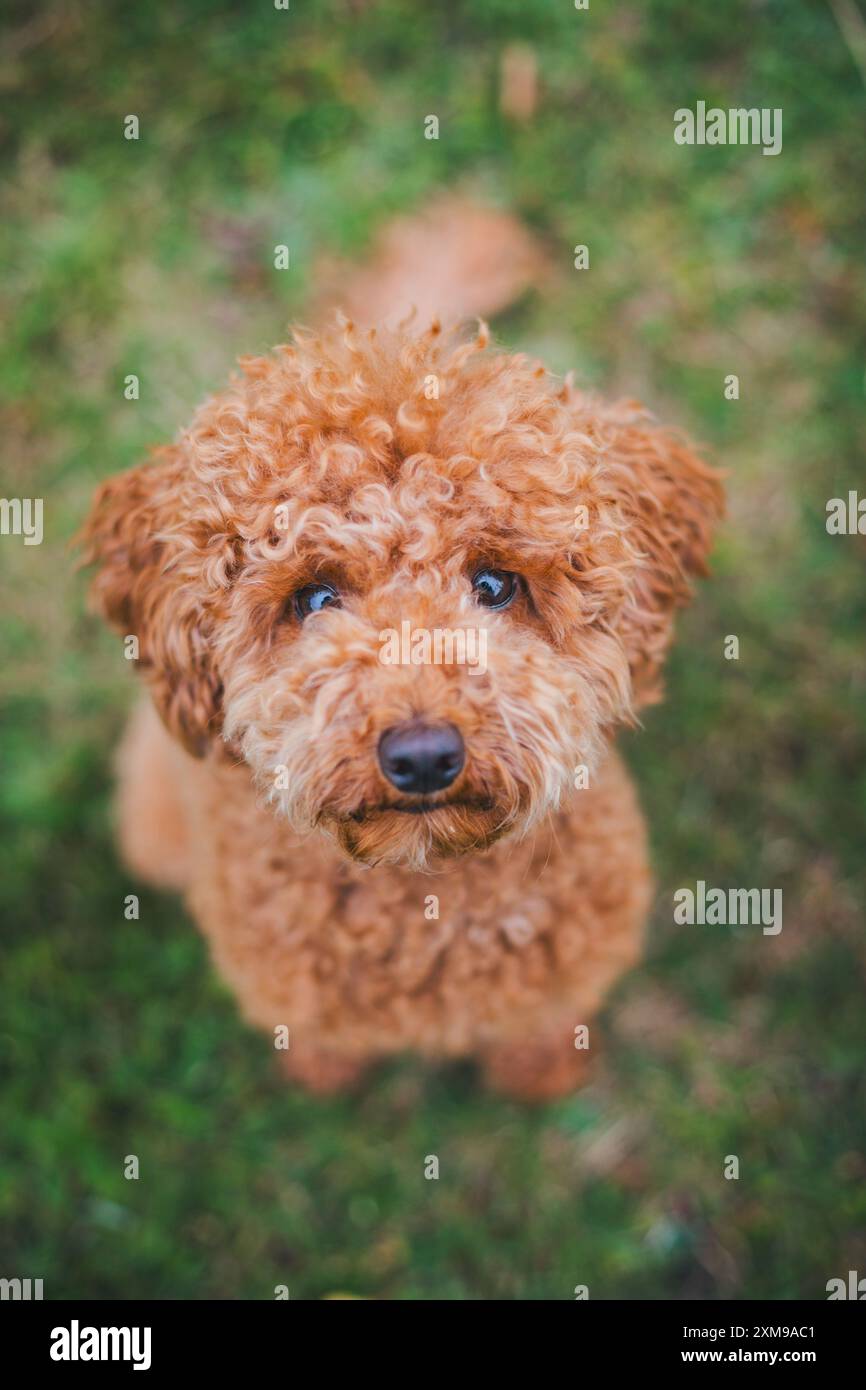 Caniche miniature Banque D'Images