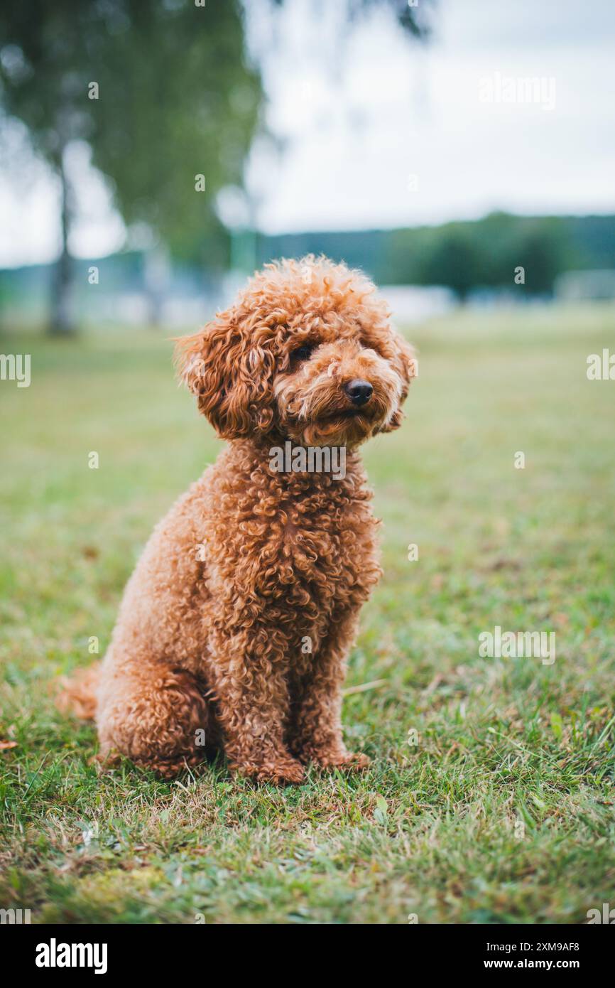 Caniche miniature Banque D'Images