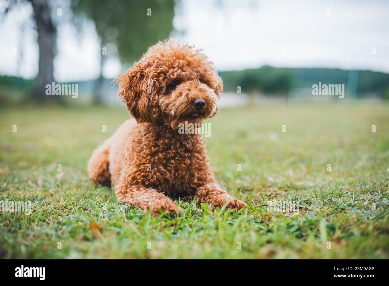 Caniche miniature Banque D'Images