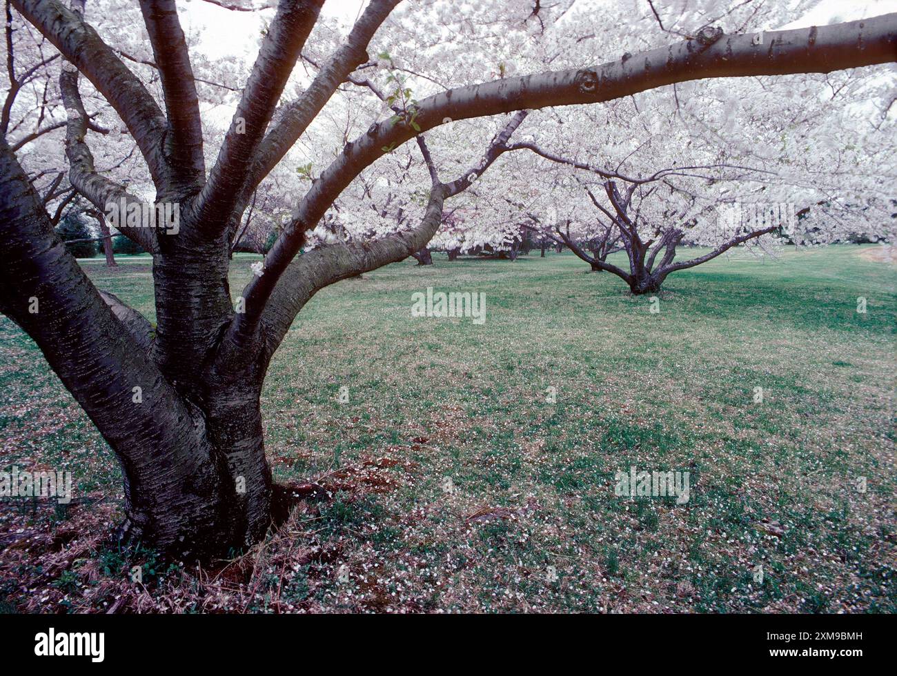 Cerisiers en pleine floraison printanière ; Tyler Arboretum ; Lima ; Pennsylvanie ; États-Unis Banque D'Images