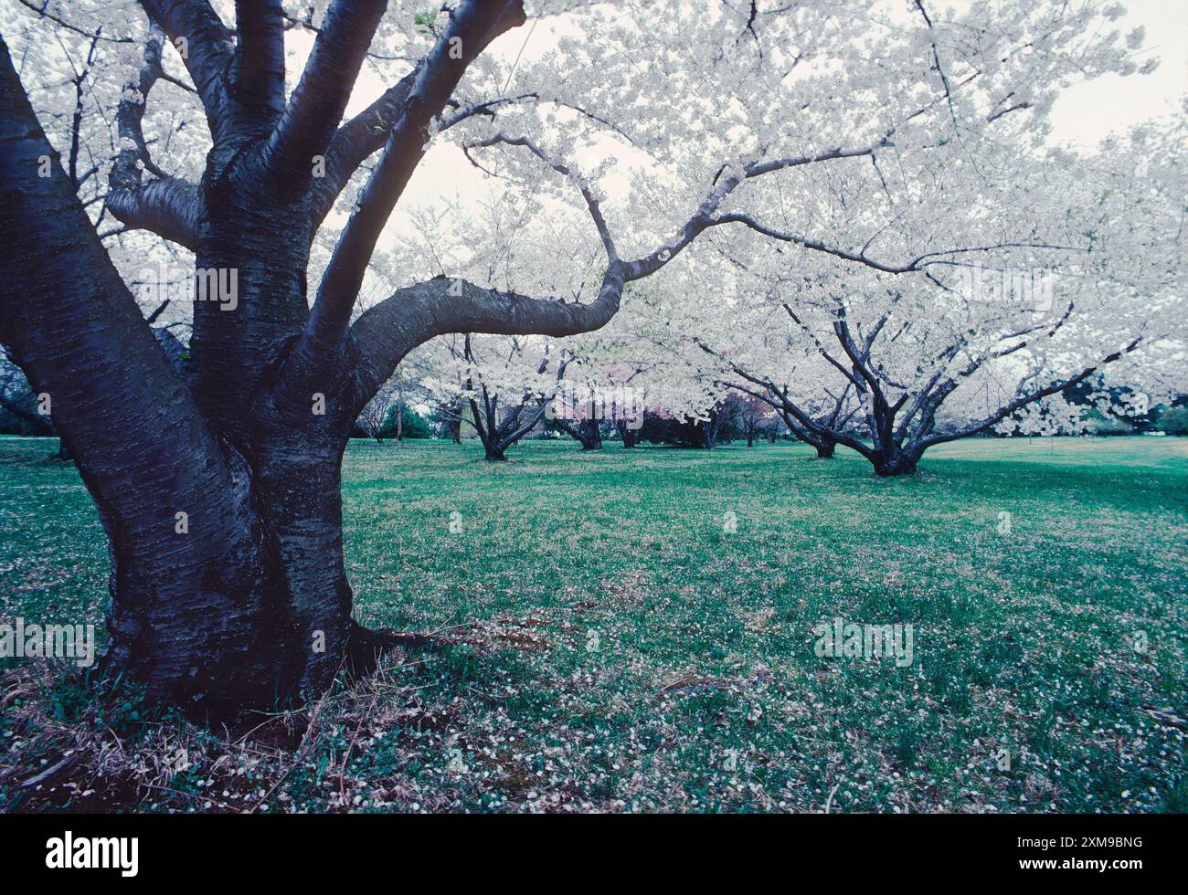 Cerisiers en pleine floraison printanière ; Tyler Arboretum ; Lima ; Pennsylvanie ; États-Unis Banque D'Images