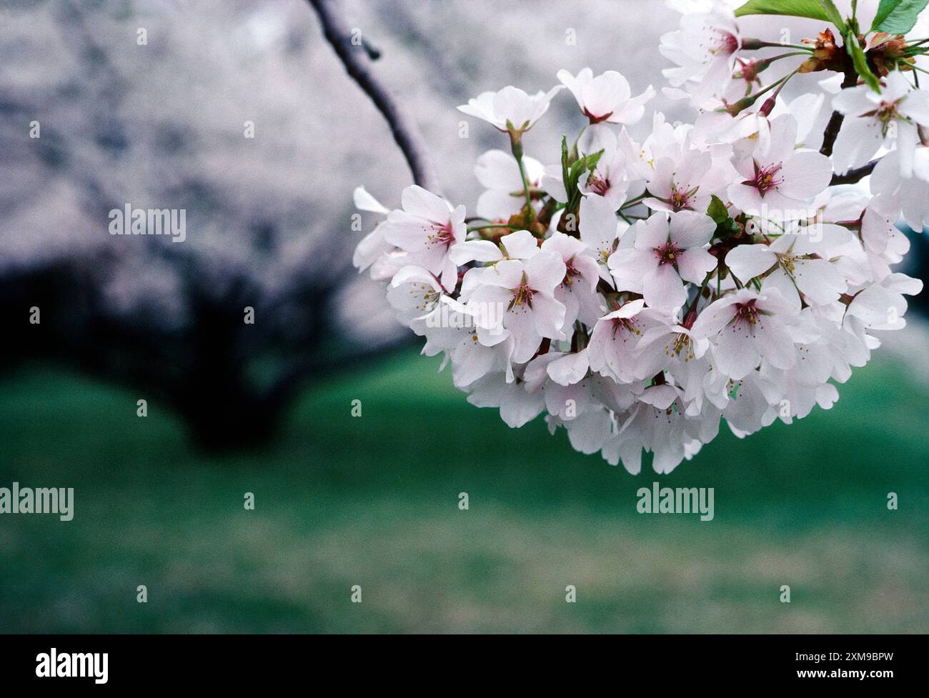Gros plan de la fleur de cerisier en pleine floraison printanière ; Tyler Arboretum ; Lima ; Pennsylvanie ; États-Unis Banque D'Images