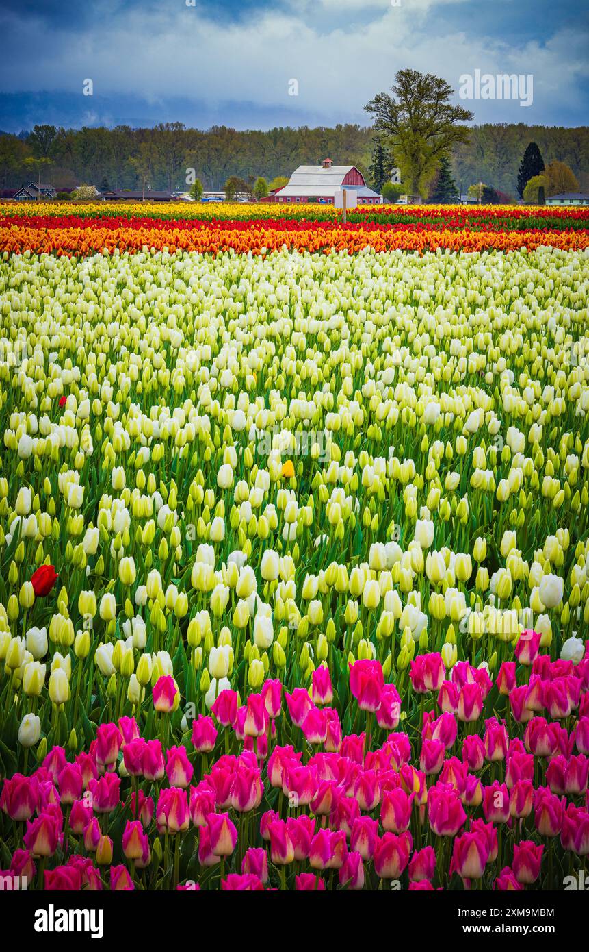 Le Skagit Valley Tulip Festival est un festival de tulipes dans la vallée de Skagit, dans l'État de Washington, aux États-Unis. Banque D'Images