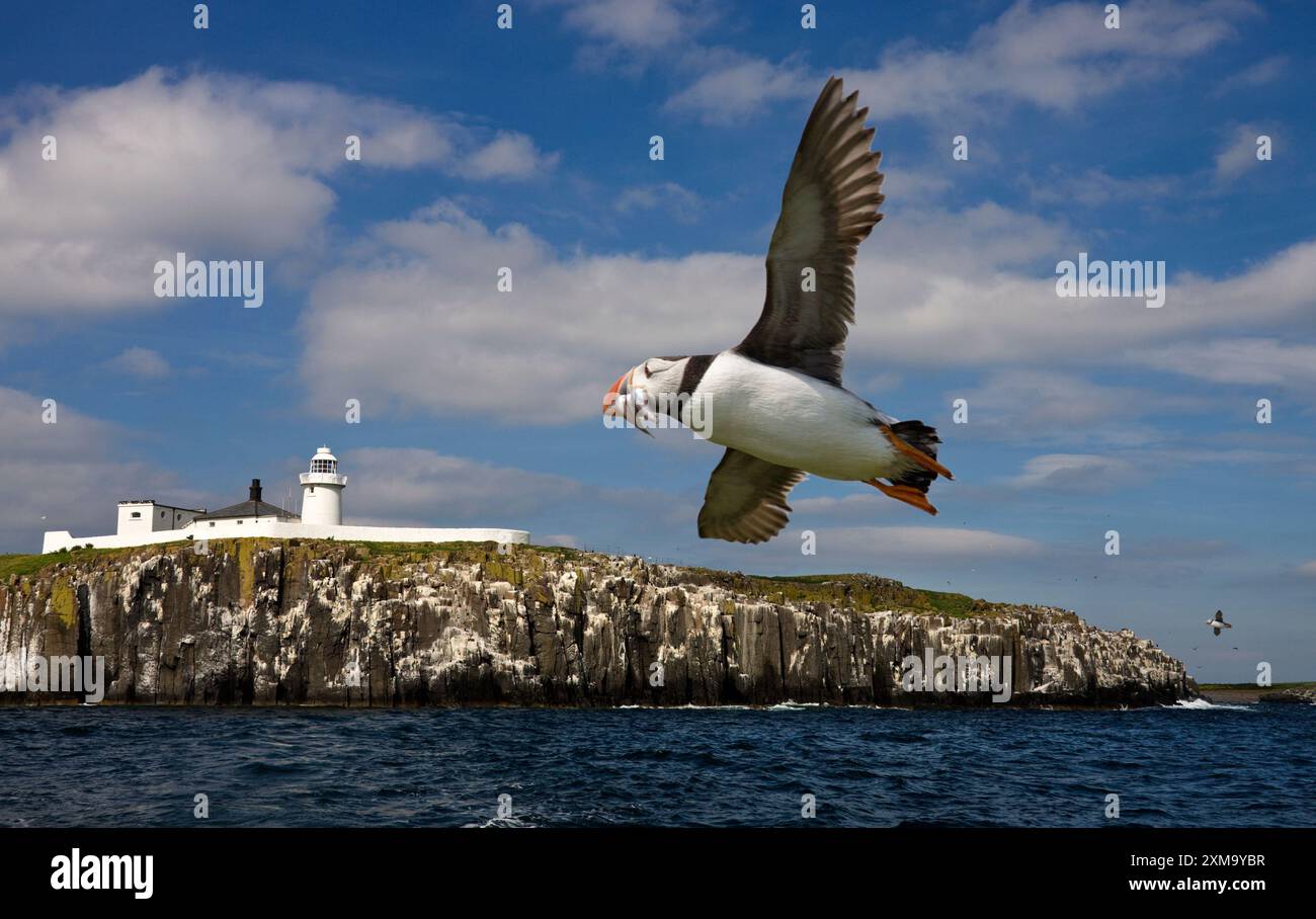 Macareux (Fratercula arctica) volant par des falaises avec un bec plein d'anguilles de sable. Il a une couronne et un dos noirs, des plaques de joue gris pâle, un corps et des parties inférieures blancs, et un bec rouge vif avec des pattes orange. Les macareux se nourrissent principalement de lançons mais consomment aussi de petits crustacés et des calmars. Photographié sur Inner Farne Island dans les îles Farne, au nord-est de l'Angleterre, au Royaume-Uni. Banque D'Images