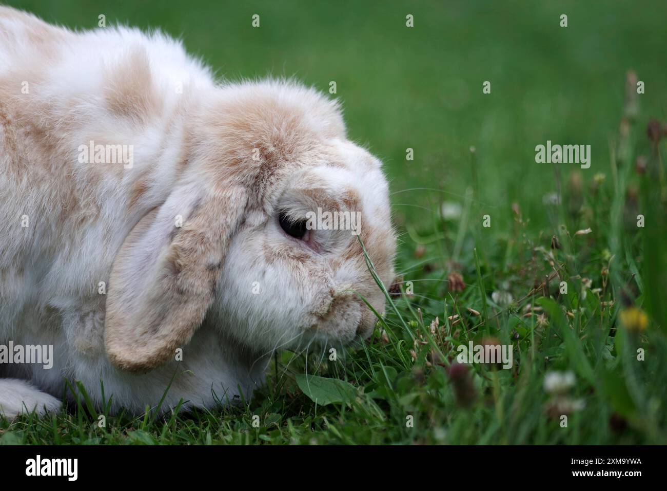 Lapin bélier (Oryctolagus cuniculus), oreilles souples, portrait, prairie, le lapin savoure l'herbe fraîche du prairie Banque D'Images