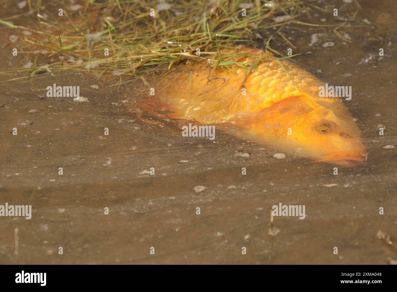 Carpe dorée (Cyprinus carpia) se nourrissant dans l'eau peu profonde d'un lac, se tortillant latéralement à travers l'eau peu profonde, Allgaeu, Bavière, Allemagne Banque D'Images