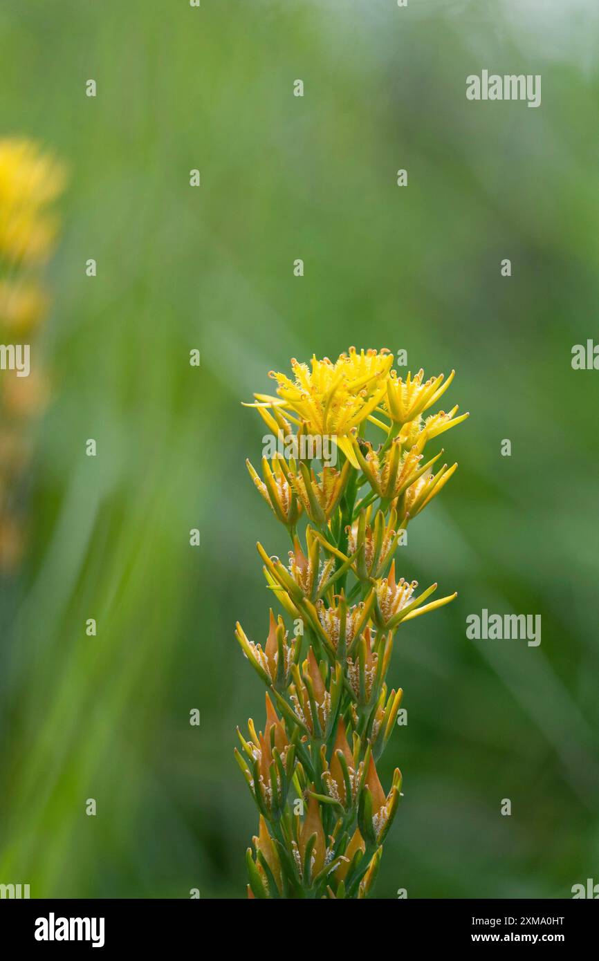 Asphodel de tourbière (Narthecium ossifragum), gros plan d'inflorescence, Wahner Heide, Rhénanie du Nord-Westphalie, Allemagne Banque D'Images