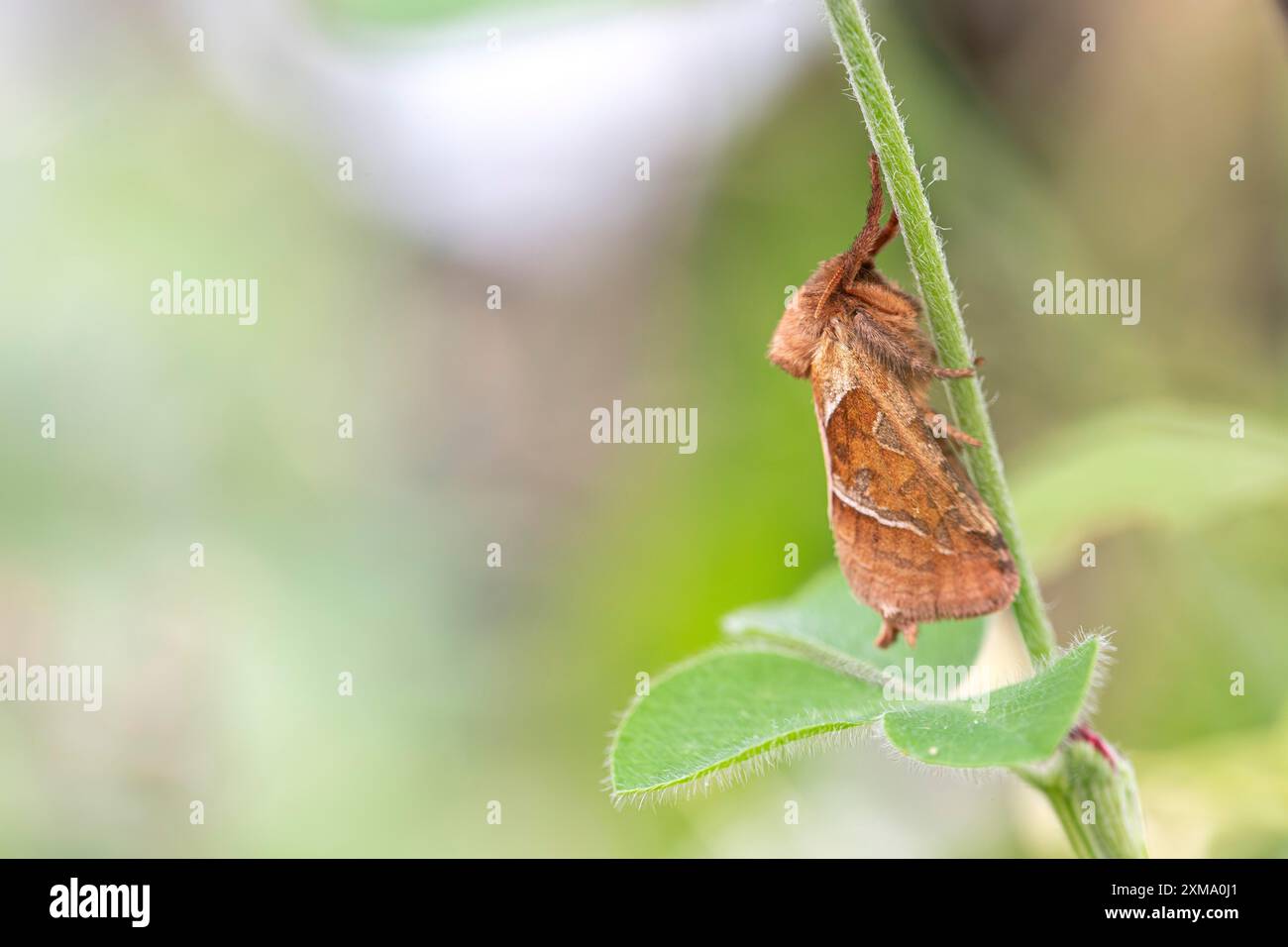 Orange Swift (Triodia sylvina), papillon assis sur une branche, Essen, Rhénanie-du-Nord-Westphalie, Allemagne Banque D'Images