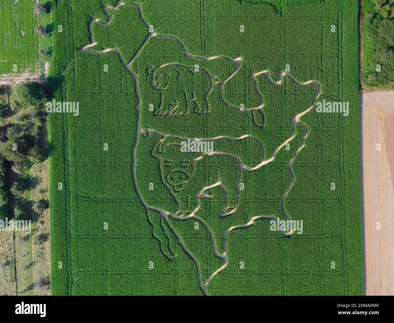 Dans un champ de maïs près de Weisskirchen près de Francfort-sur-le-main, un labyrinthe a été créé qui représente l'Amérique du Nord et deux animaux typiques de la Banque D'Images