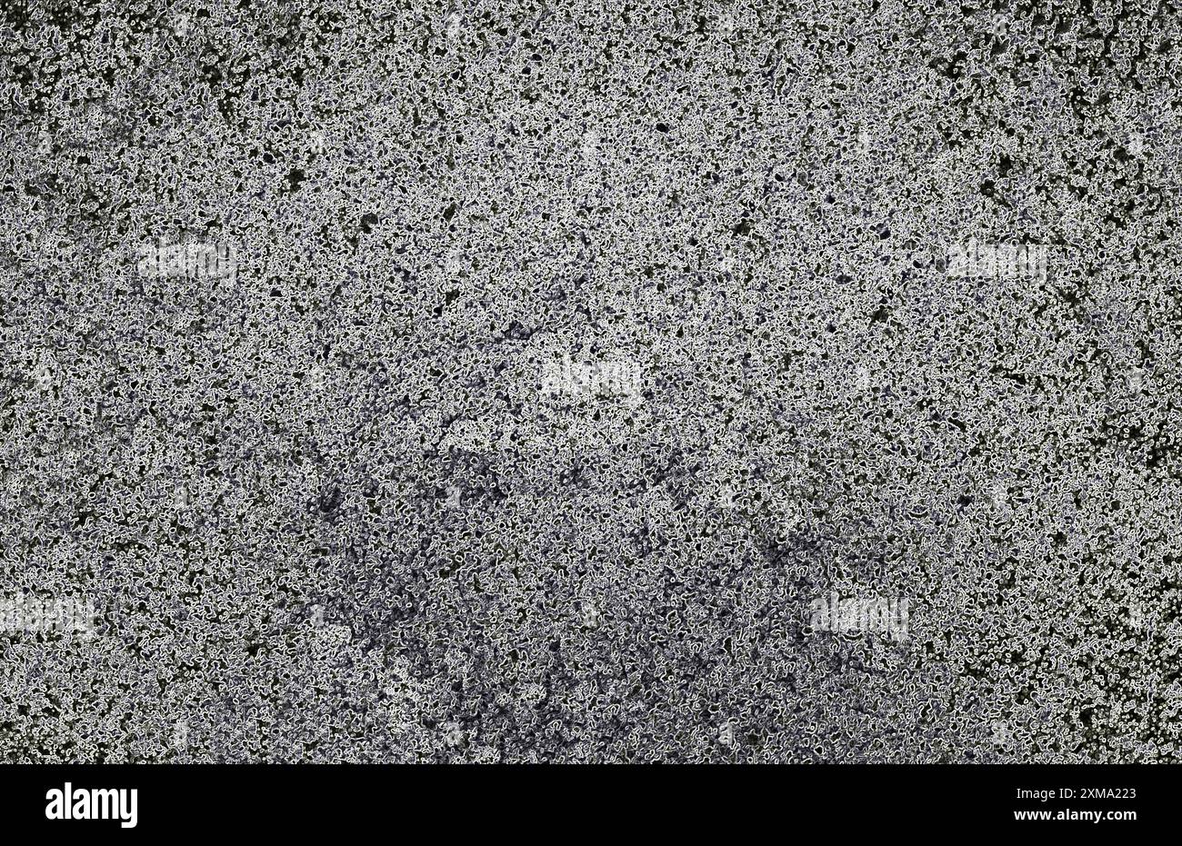 Texture granuleuse noire et blanche ressemblant à un motif statique ou bruyant sur une surface rugueuse Banque D'Images
