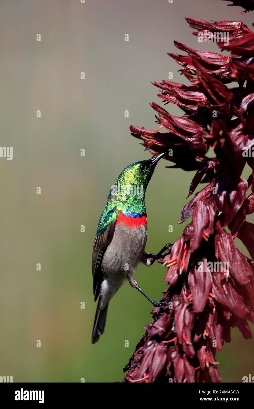 Cape Sunbird (Cinnyris chalybeus), adulte, buvant, se nourrissant, sur une fleur de miel géante (Melianthus major), jardins botaniques de Kirstenbosch, Cape Town, Sud Banque D'Images