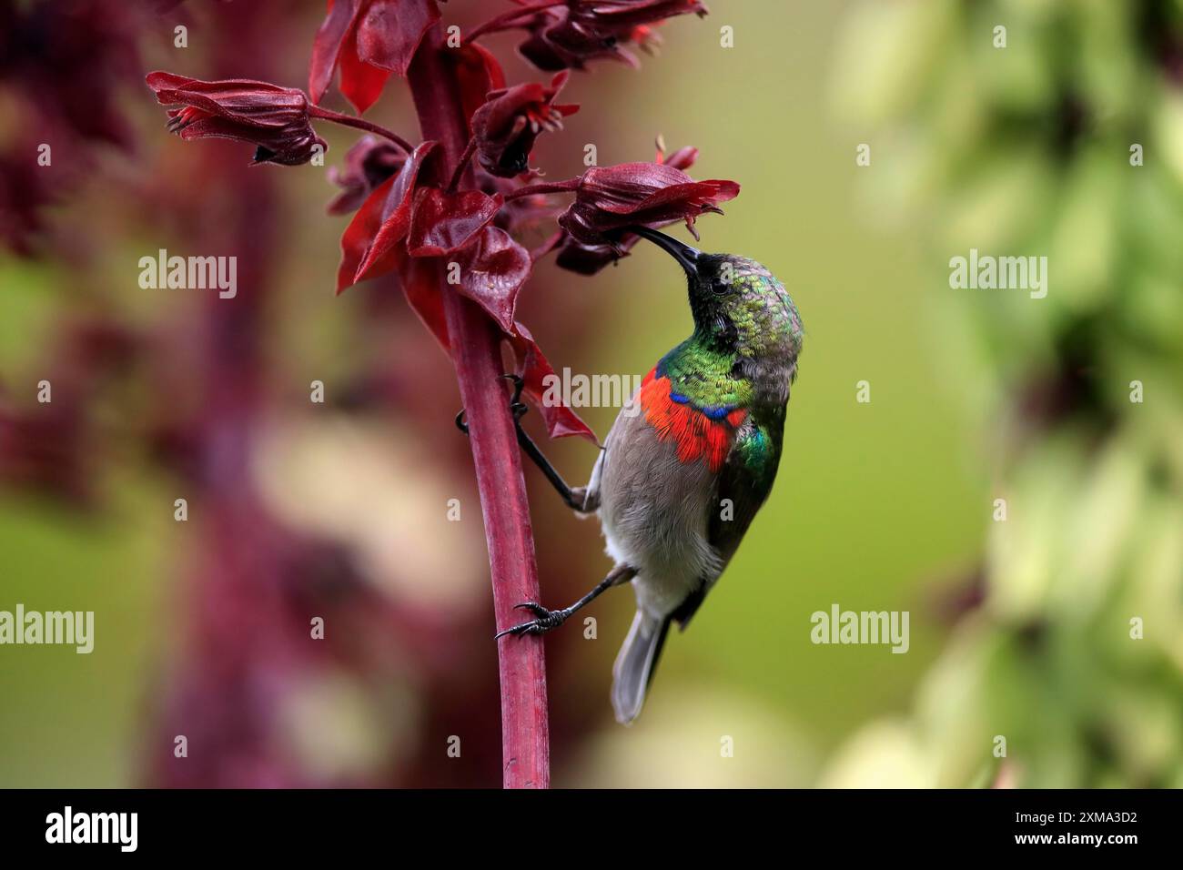 Cape Sunbird (Cinnyris chalybeus), adulte, buvant, se nourrissant, sur une fleur de miel géante (Melianthus major), jardins botaniques de Kirstenbosch, Cape Town, Sud Banque D'Images