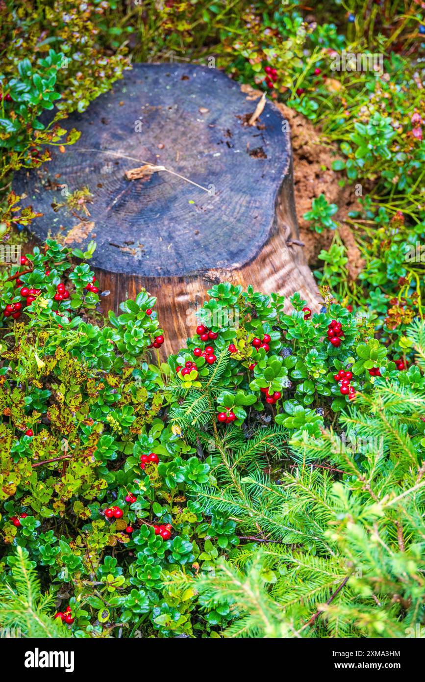 Souche d'arbre au sol avec de l'airelle rouge mûre (Vaccinium vitis-idaea) dans une forêt Banque D'Images