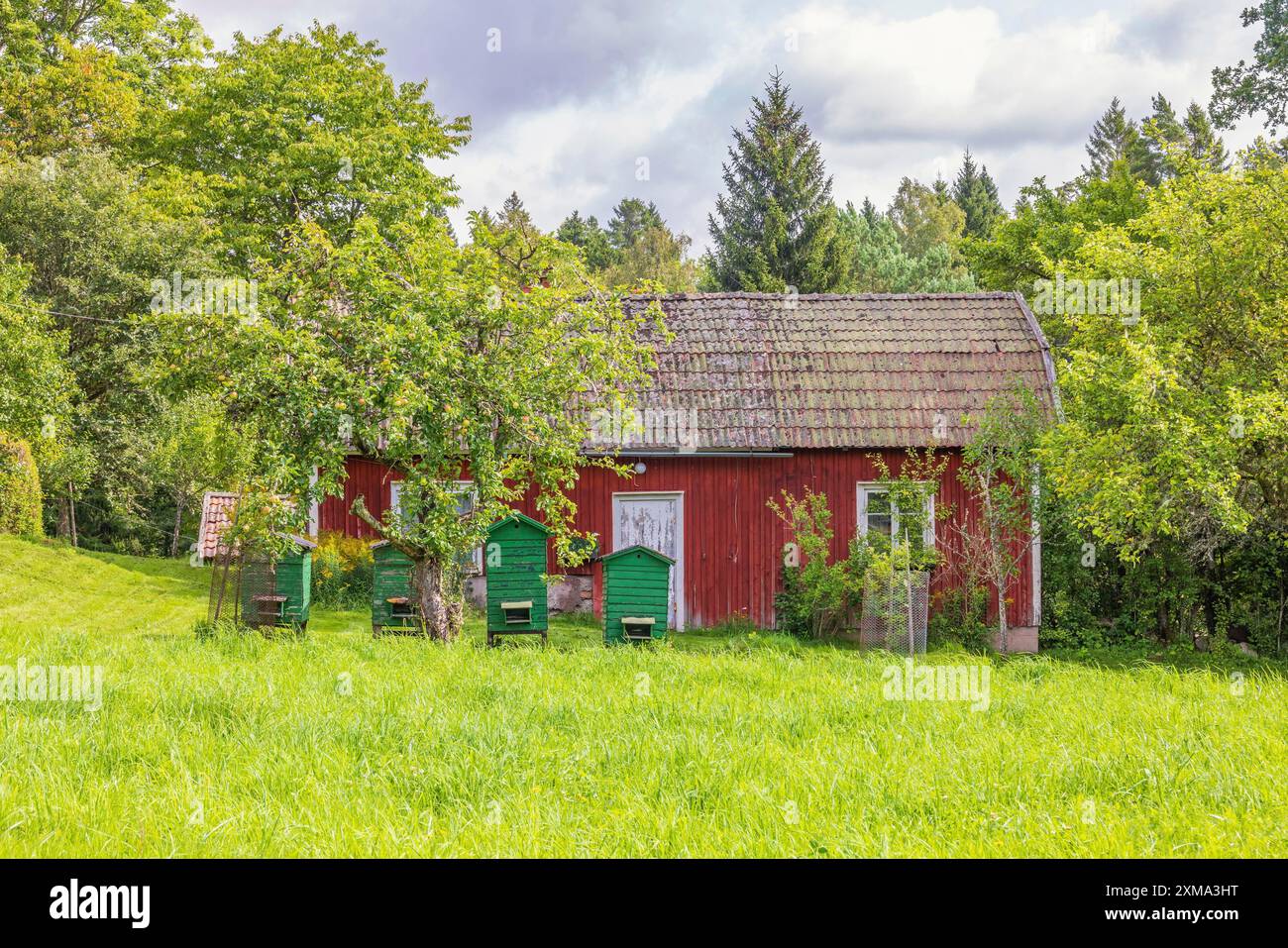 Vieux chalet en bois rouge avec des ruches à la lisière de la forêt en été, Suède Banque D'Images
