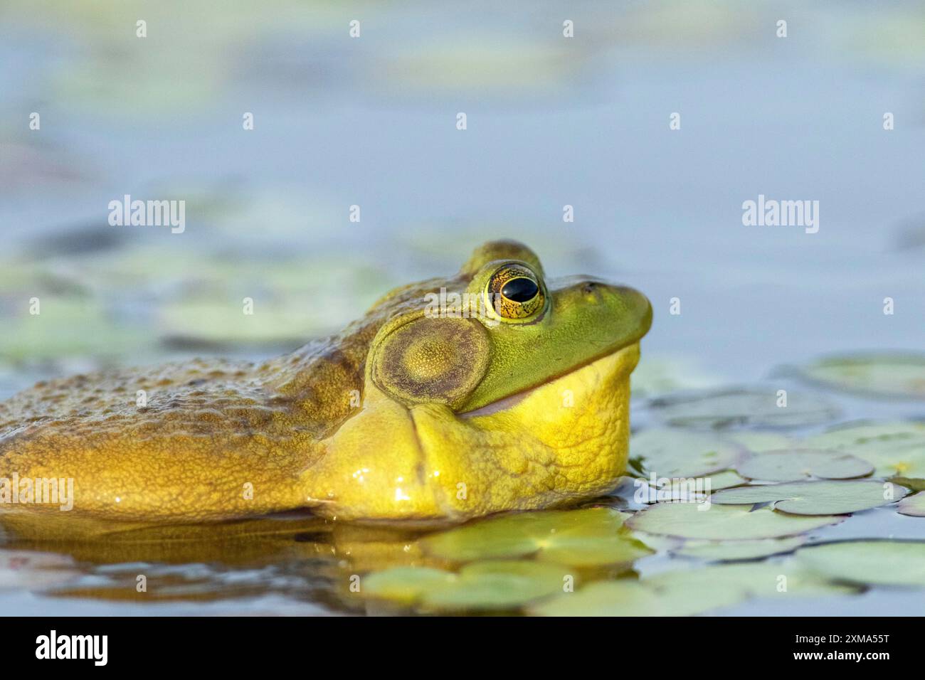 Grenouille taureau, Lithobates catesbeianus. Une grenouille-taureau mâle flottant sur un lac et appelant quand un autre mâle s'approche trop près de son territoire. La Banque D'Images
