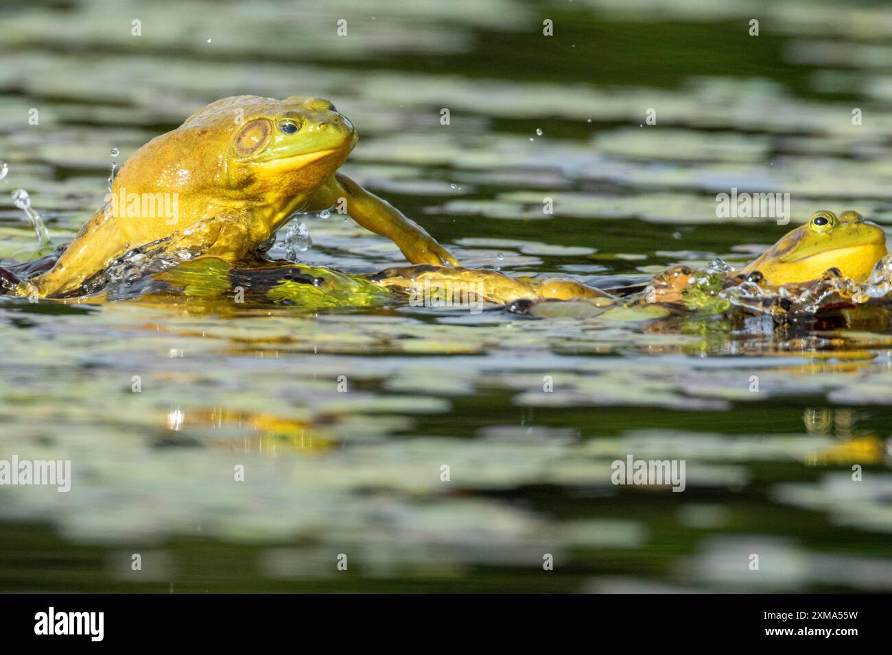 Grenouilles taureaux Lithobates catesbeianus. Grenouille taureau mâle sautant sur un autre mâle pour un combat territorial pendant la saison de reproduction. La Mauricie nationale Banque D'Images