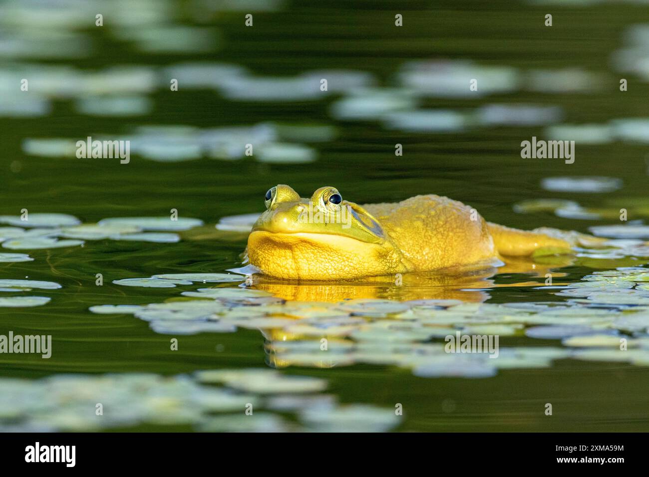 Taureau grenouille. Lithobates catesbeianus. Grenouille taureau flottant sur un lac et se réchauffant au soleil. Parc national de la Mauricie. Province de Québec. Canada Banque D'Images