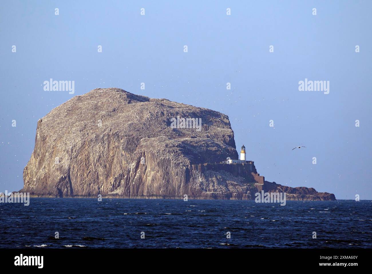 Grand rocher dans la mer avec un phare et ciel bleu, gannet, North Berwick, Écosse, Grande-Bretagne Banque D'Images