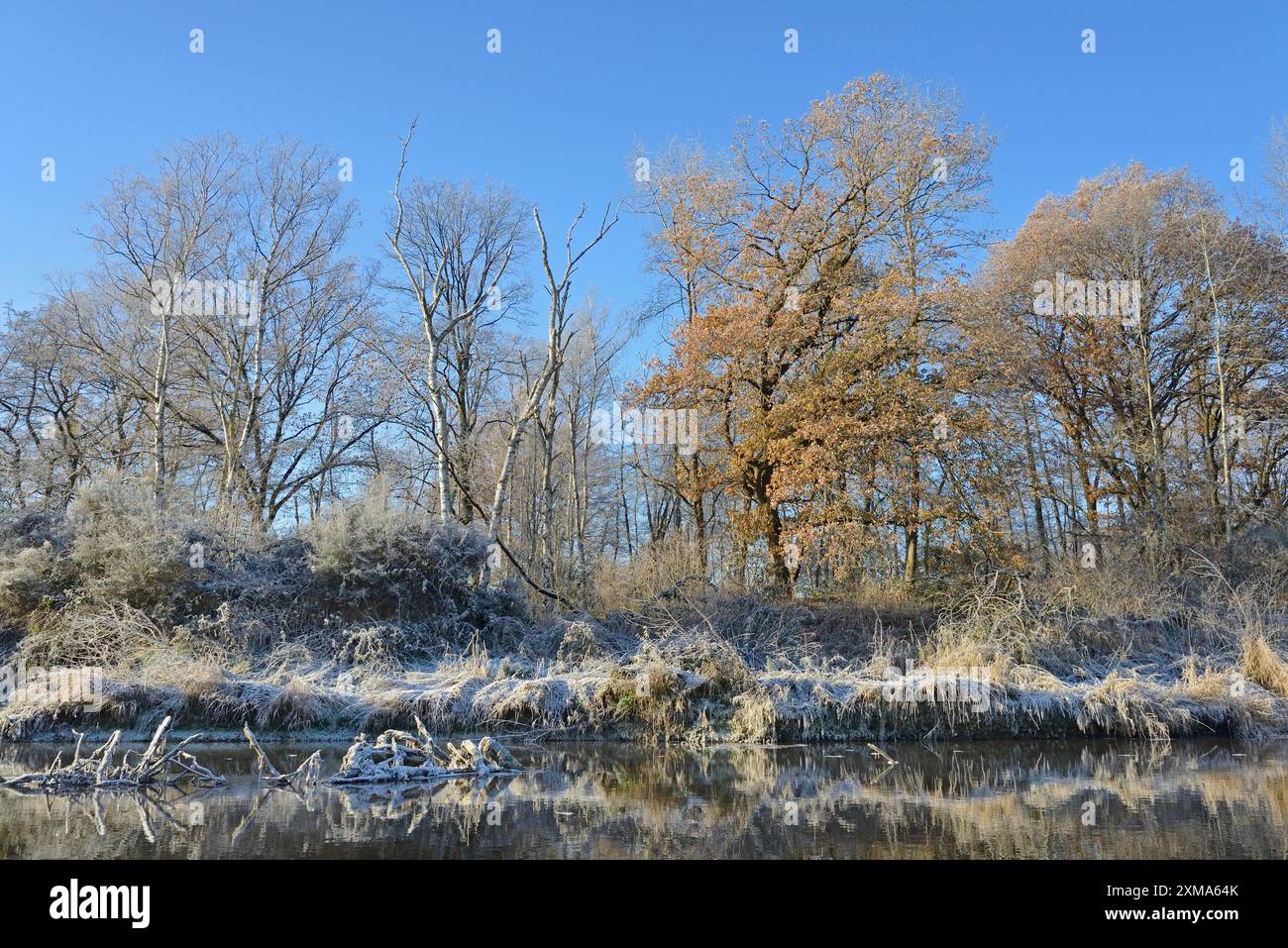 Paysage fluvial en hiver, végétation couverte de froids, ciel bleu, Rhénanie du Nord-Westphalie, Allemagne Banque D'Images