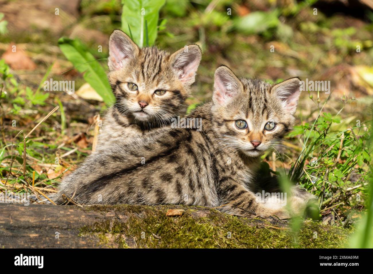 Deux chatons tabby assis dans la forêt sur un sol mousselé, entouré d'herbe et de feuilles, chat sauvage (Felis silvestris), chatons, Allemagne Banque D'Images