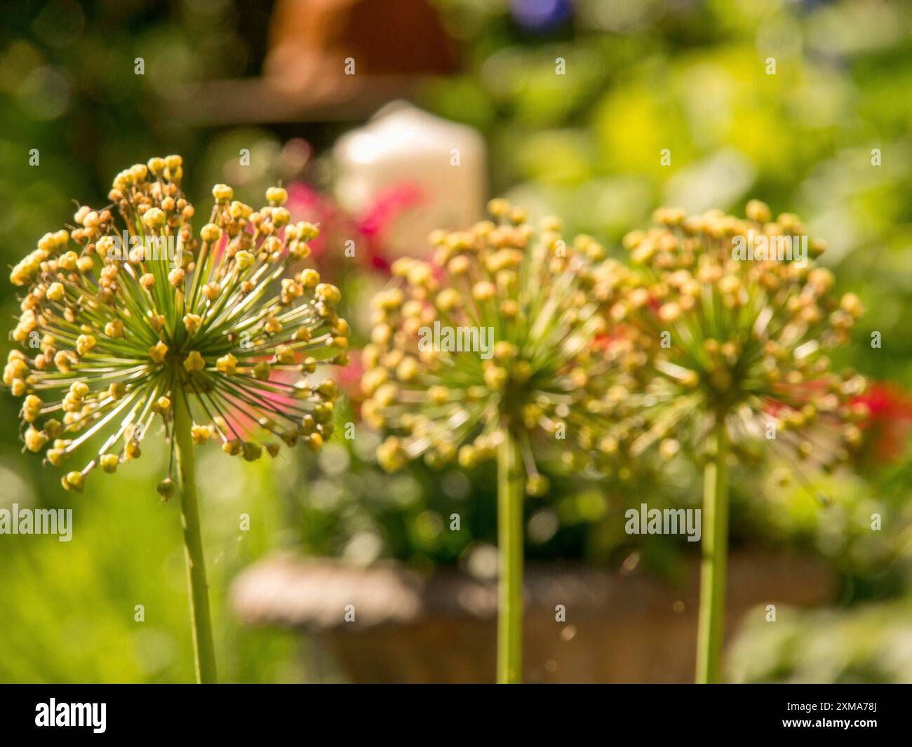 Plusieurs inflorescences sphériques devant un fond de jardin flou, Borken, muensterland, allemagne Banque D'Images