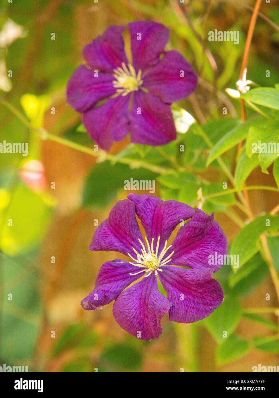 Deux fleurs violettes avec des étamines blanches proéminentes, grimpant sur une plante verte, Borken, muensterland, allemagne Banque D'Images